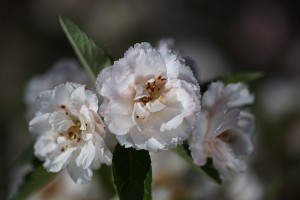 Crabapple Flowers